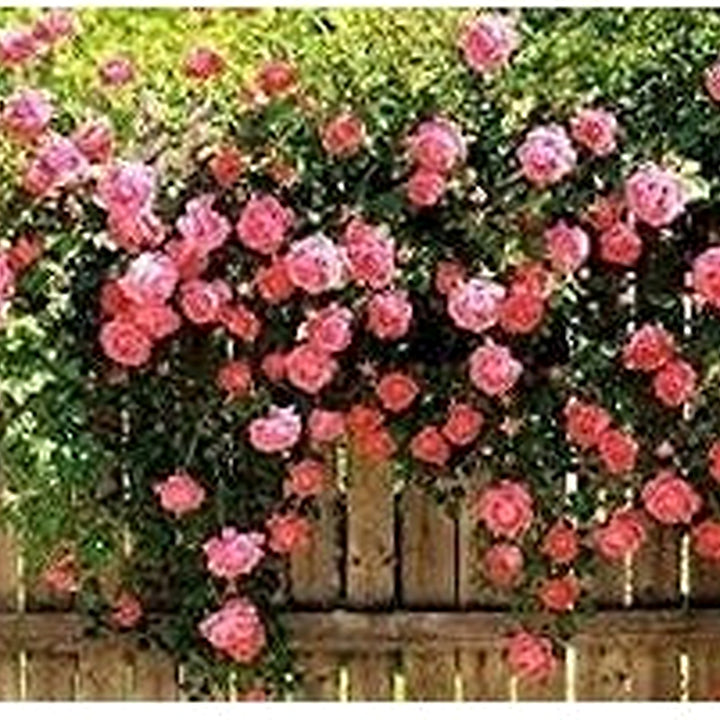 Pink Damask Flower Seeds for Planting [neera-v5-bc39e724bf985488035a]