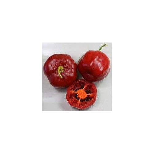 Red Giant Rocoto Seeds for Planting [neera-v5-bc3d48f01873439b8a59]