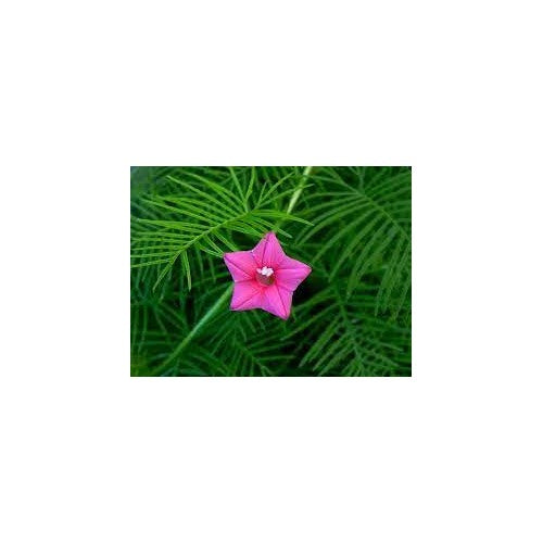 Pink Vinca Art Cypress Creeper Flower Seeds for Planting [neera-v5-bc4114a3d03291f05931]