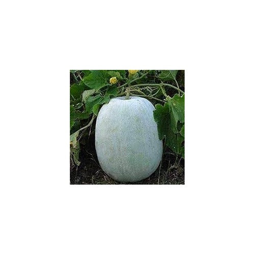 Heirloom Non-GMO Winter Melon Vegetable Seeds for Home Garden Planting [neera-v5-bc41f4b84102bad1b142]