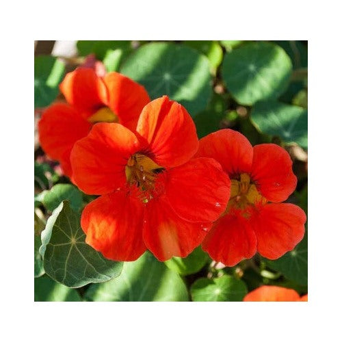 Empress Of India Nasturtium Planting Heirloom Non Gmo Edible Flowers And Leaves Flower Seeds [neera-v5-bc4c239dc8ee404f4a82]