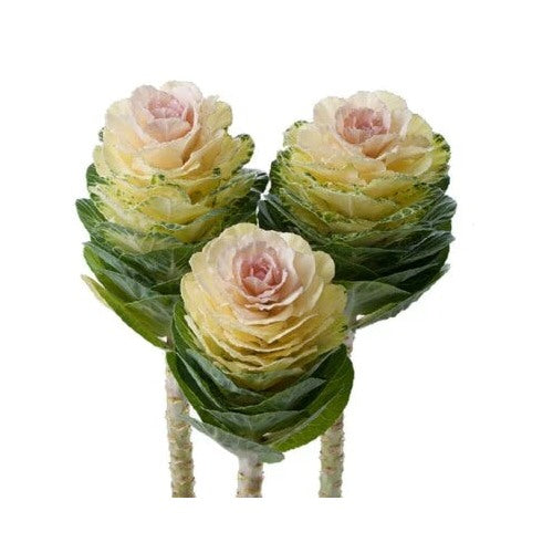 Flowering Kale Planting Flowering Kale Empire Agathana F Hybrid Heirloom Non Gmo Flower Seeds [neera-v5-bc551b0ae7b5e1dd1777]
