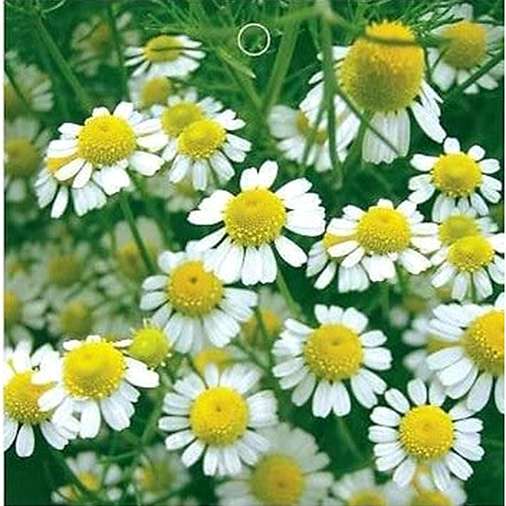 Heirloom White Cinerariifolium Flower Seeds, Non-GMO Natural Insect-Repellent Blooms for Garden Planting [neera-v5-bc5d0e9de99562c5fc97]