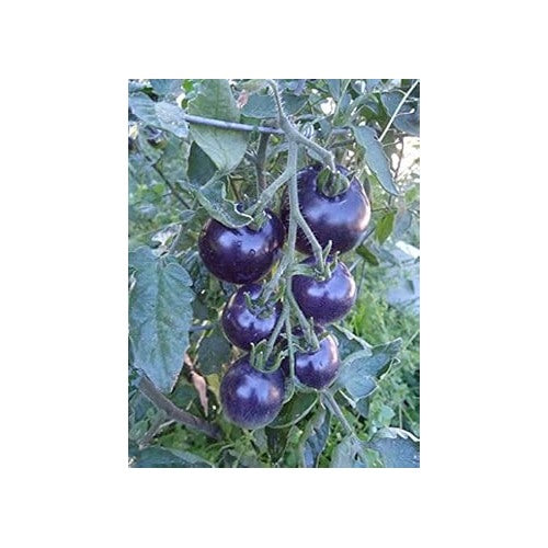 Dark Blue Tomato Seeds [neera-v5-bc6e8a3df5728654eee8]