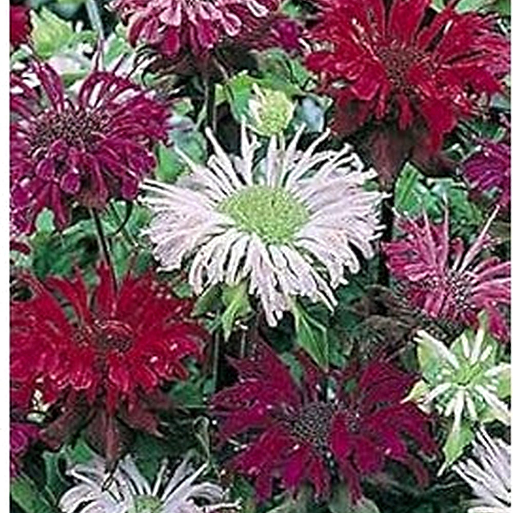 Mixed Monarda Didyma Flower Seeds for Garden [neera-v5-bc7c56356639d708ea1d]
