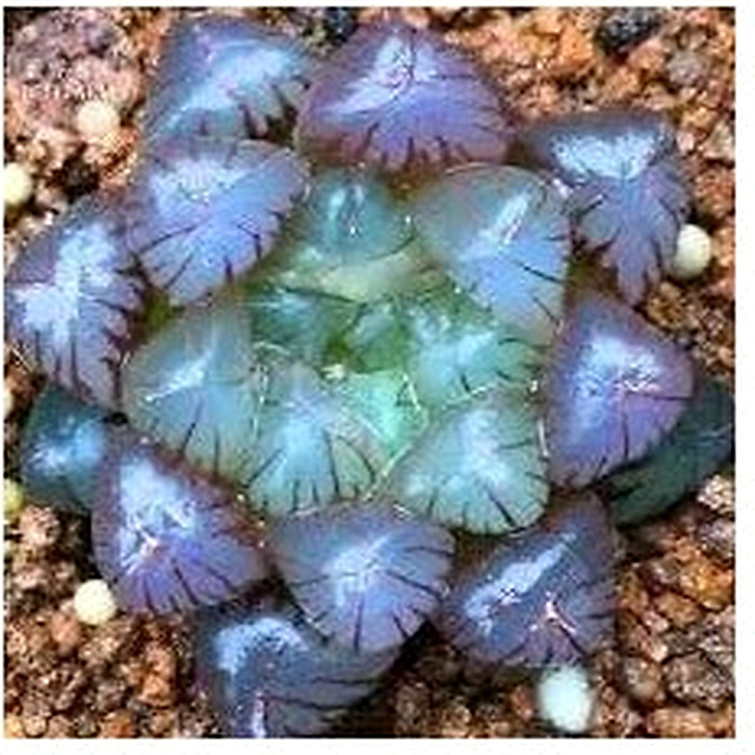 Haworthia Plant For Planting Non Gmo Flower Seeds for Home Garden Planting, Landscape Organic [neera-v5-bc81a4177d84a3700f20]