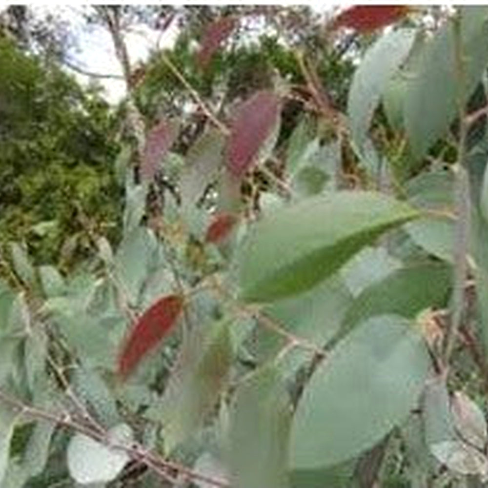 Green Snow Gum Seeds (Eucalyptus Pauciflora) for Planting [neera-v5-bc89f1910bf5573b1af3]