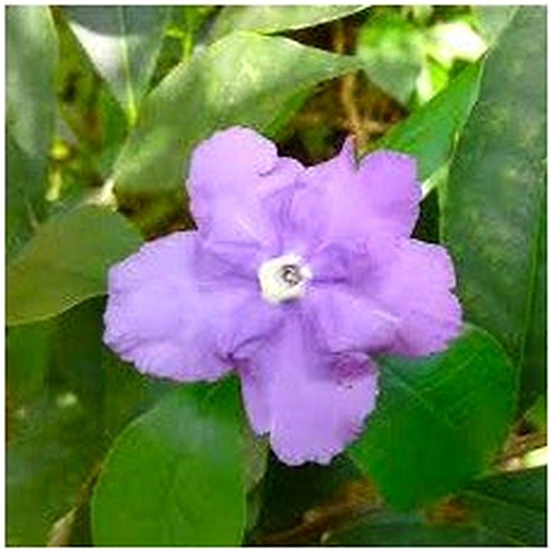 Purple Brunfelsia Pauciflora Flower Seeds for Planting [neera-v5-bc9b4ea40a8c48265679]
