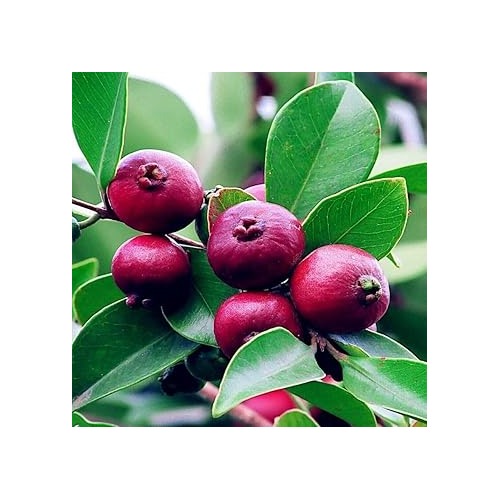Strawberry Guava Fruit Seeds for Planting [neera-v5-bca7ee649400ce0defce]