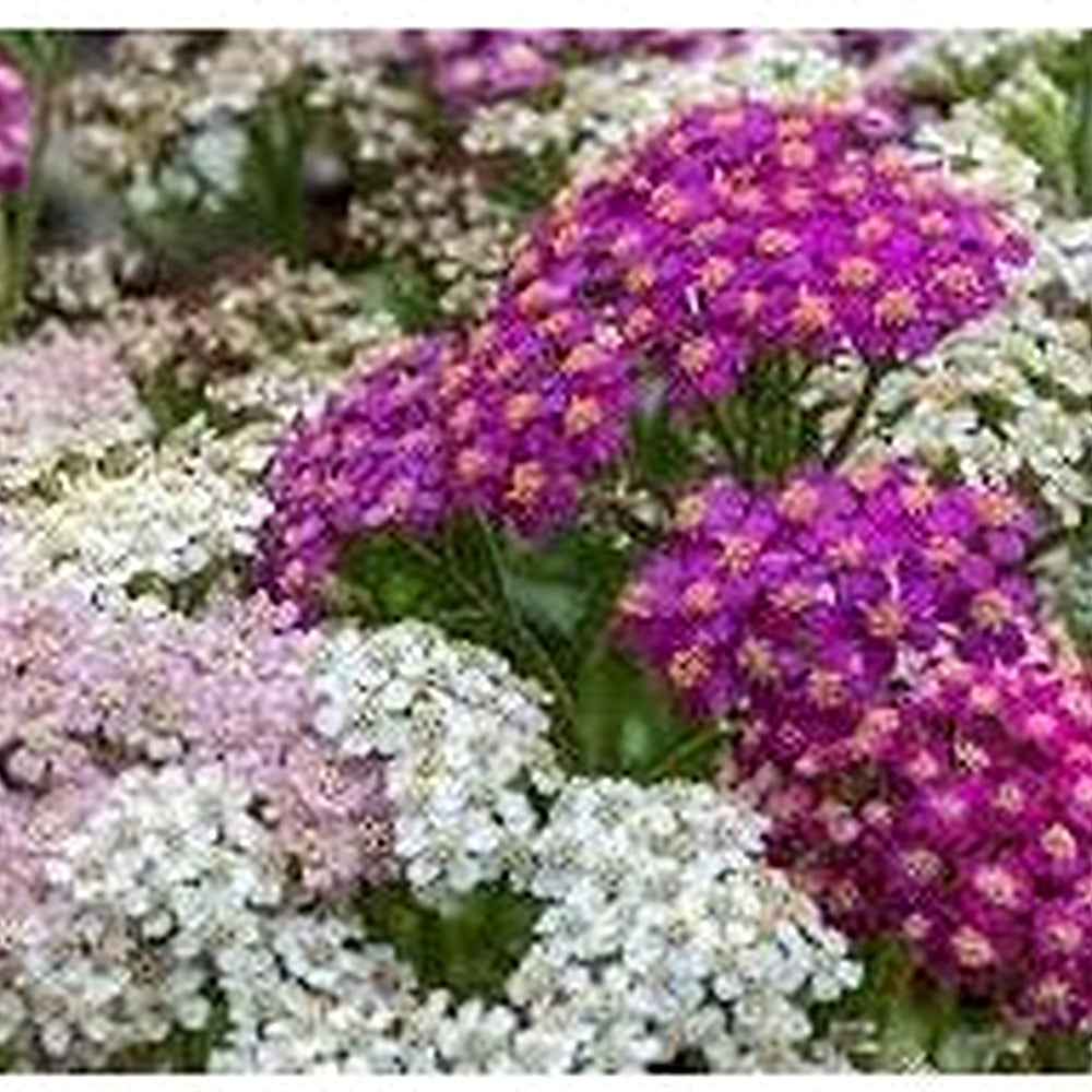 Organic Heirloom Mixed Pastel Flower Seeds for Planting [neera-v5-bca9b22ddc8dbb5a5ea9]