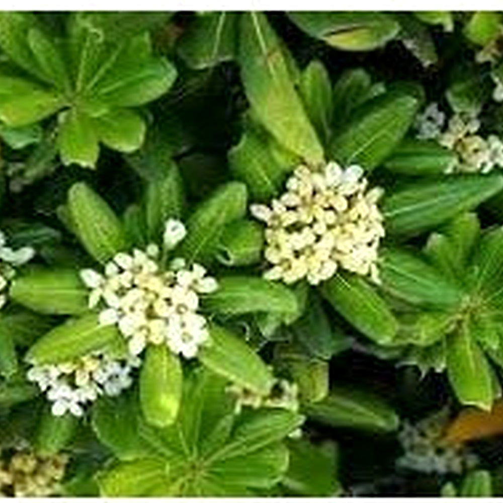 Pittosporum Tobira Flower Seeds for Planting [neera-v5-bcad78e9d3d7938d5234]