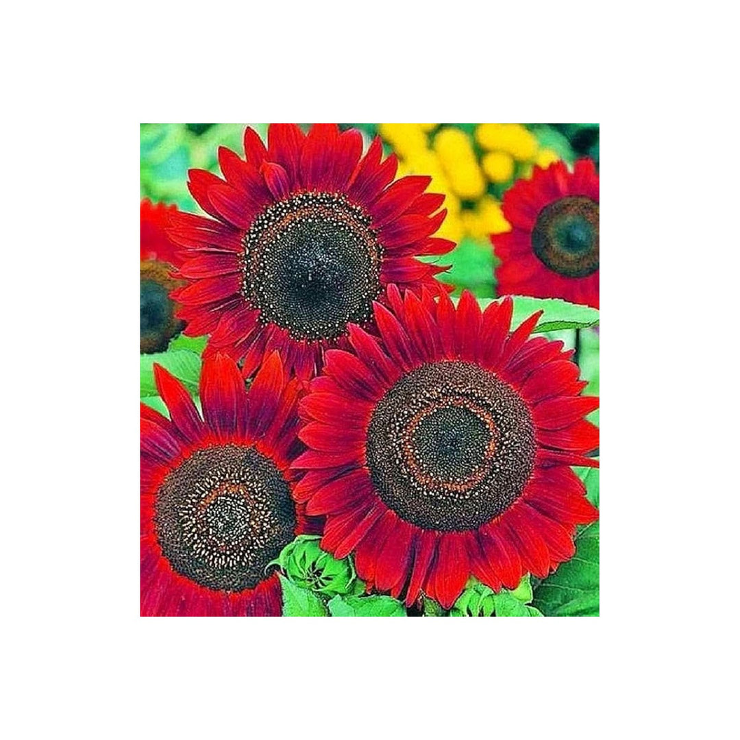 Red Sunflower Helianthus Annuus Flower For Planting Ornamental Variety In Home Garden Flower Seeds [neera-v5-bcba9b2e12e6bc409f2d]