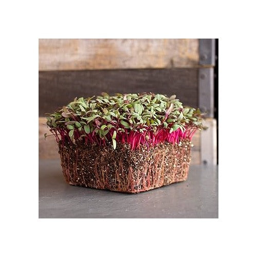 Beet Seeds for Vegetable Planting [neera-v5-bcbefda449bc0987ed79]