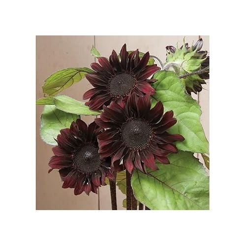 Burgundy Sunflower Seeds for Planting [neera-v5-bcc013dac7ee51ef7f77]