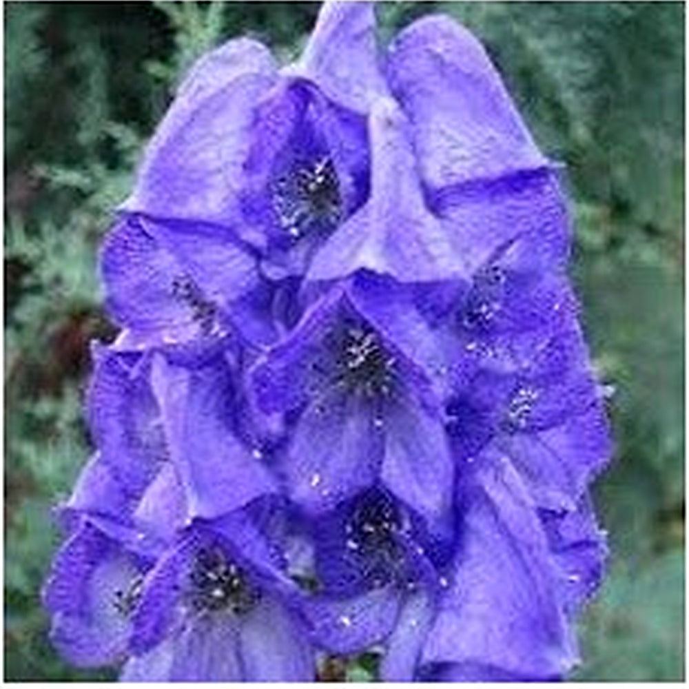 Heirloom Wolfsbane Flower Seeds for Garden Planting, Non-GMO, Tall Spiked Blooms for Shaded Borders [neera-v5-bccd99f9c7e9299ed18b]