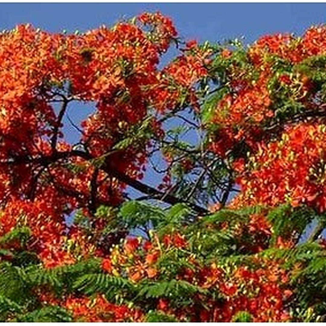 Heirloom Non-GMO Orange Jacaranda Flower Seeds [neera-v5-bcdbe78148cac0e62d05]