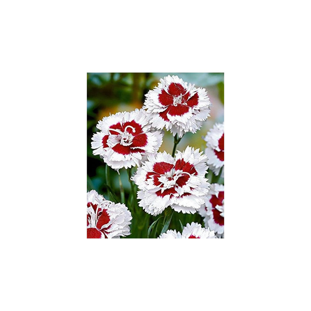 Red White Dianthus Flower Heirloom Non Gmo For Planting Colorful Garden Blooms Flower Seeds for [neera-v5-bcdcf6faa390d7c33afc]