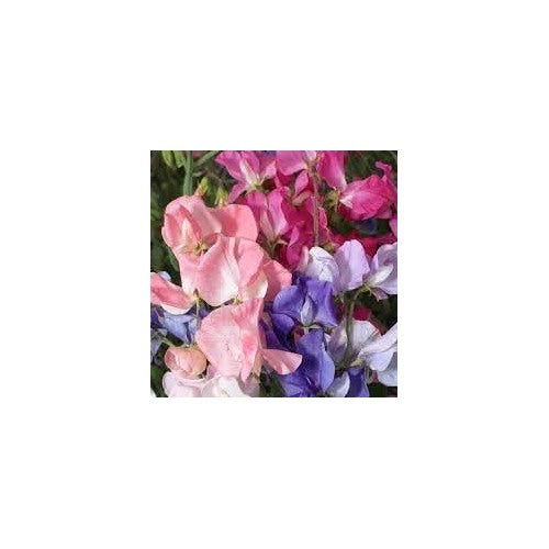 Pea Flower Seeds for Planting [neera-v5-bce4e2109dfc6c38148e]