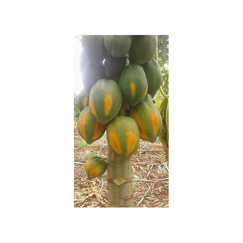 Yellow-Green Papaya Fruit Seeds for Planting [neera-v5-bcec040591e4d3003116]