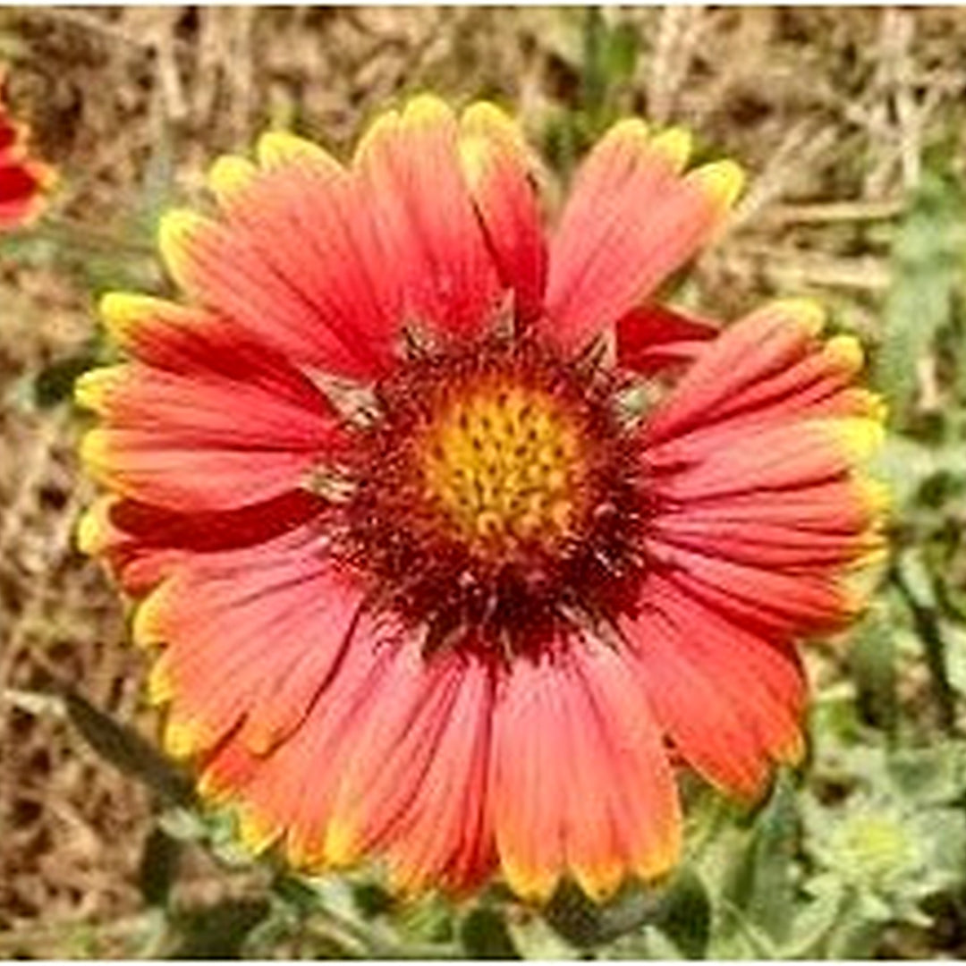 Heirloom Non-GMO Gaillardia Tokajer Flower Seeds for Planting [neera-v5-bcec648dc5050cf76eb0]