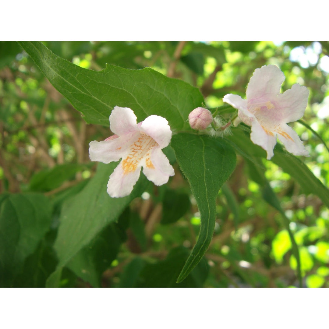 White Organic Heirloom Non Gmo Kolkwitzia For Planting Fragrant Shrub Blooms Flower Seeds for Home [neera-v5-bcf27e71fffc05124c0c]