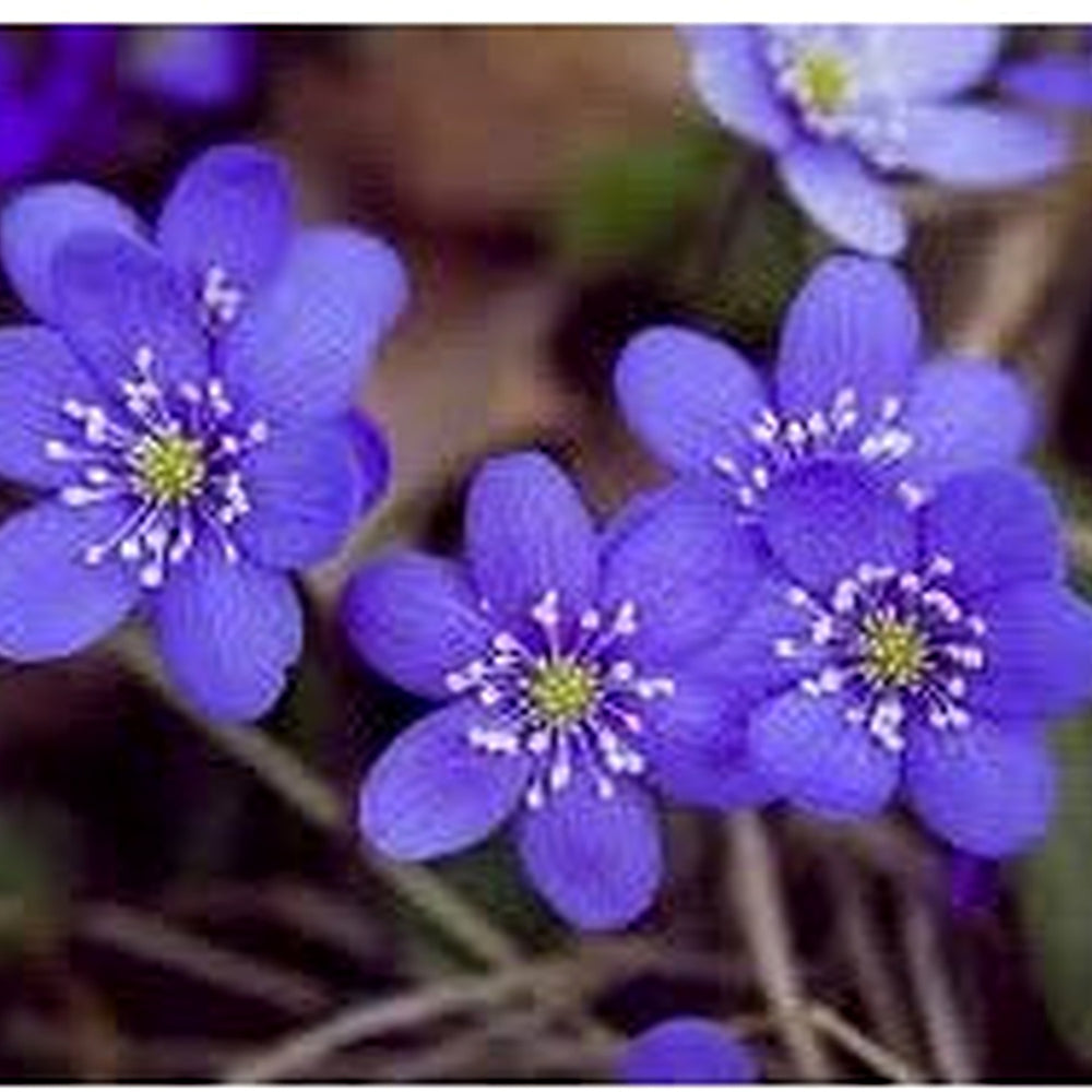 Organic Heirloom Non-GMO Hepatica Nobilis Seeds for Planting [neera-v5-bd0961e10dd7a48866c5]