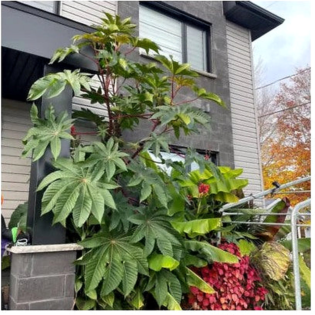 Giant Zanzibar Wonder Tree Pods Exotic Planting Organic Usa Planting Ships Free Heirloom [neera-v5-bd0c56d62d4508c9a094]
