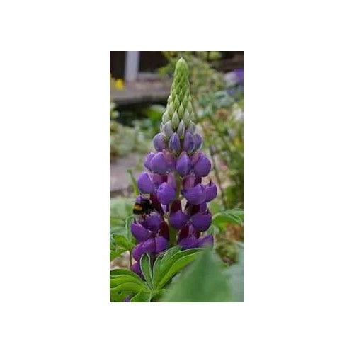 Violet Lupine Flower For Planting Flower Seeds for Home Garden Planting, Colorful Organic Blooming [neera-v5-bd0e57e354a3ffd2adea]