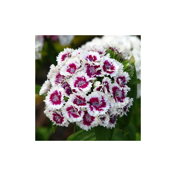 White Violet Heirloom Non Gmo Dianthus Flower Dual Tone Garden Displays And Fragrant Planting [neera-v5-bd108a375862a792d471]
