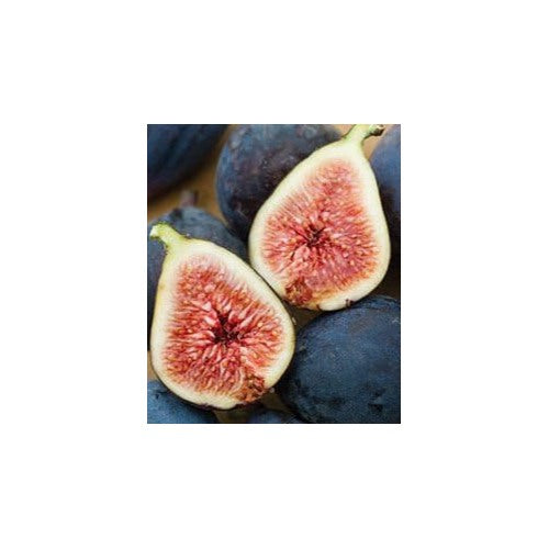 Black Mission Fig Seeds for Planting [neera-v5-bd193ad1dffcfc7b9507]