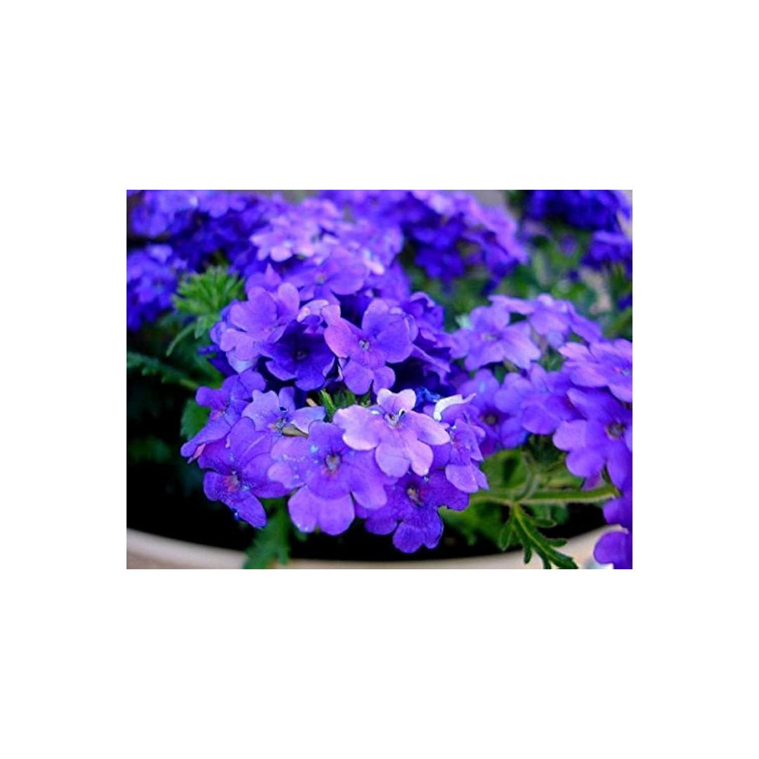 Blau Verbena Plant Flower Seeds for Home Garden Planting, Vibrant Organic Blooming Collection [neera-v5-bd357c006826955b2709]