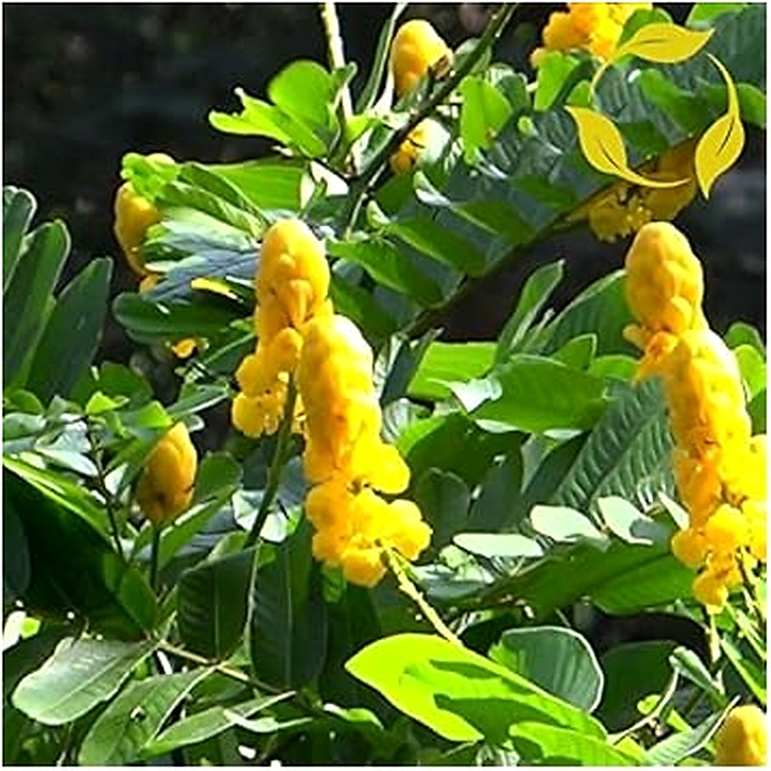 Yellow Candlestick Flower Seeds for Planting [neera-v5-bd390758b556f2e0f2c1]