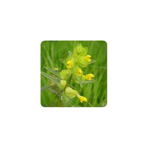 Yellow Rattle Flower Seeds for Planting [neera-v5-bd3a5d6eb4de82b481d4]