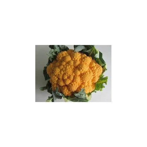 Orange Cauliflower Vegetable Seeds for Planting [neera-v5-bd41daad119a0b1720ee]