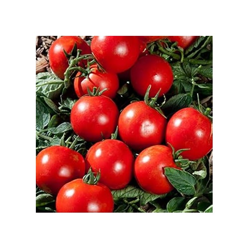 Tomato Vegetable Seeds for Planting [neera-v5-bd4a9b746d236afa418d]