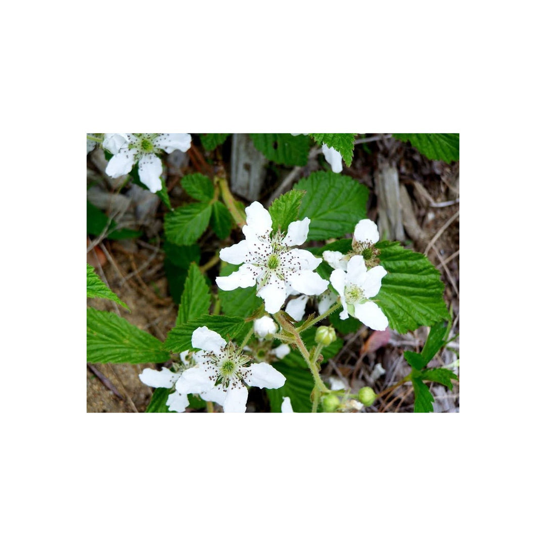 Heirloom Non Gmo Rubus Cuneifolius Flower For Planting Wildflower With Edible Fruit Blooms Flower [neera-v5-bd4cca7164eb06f54cf6]