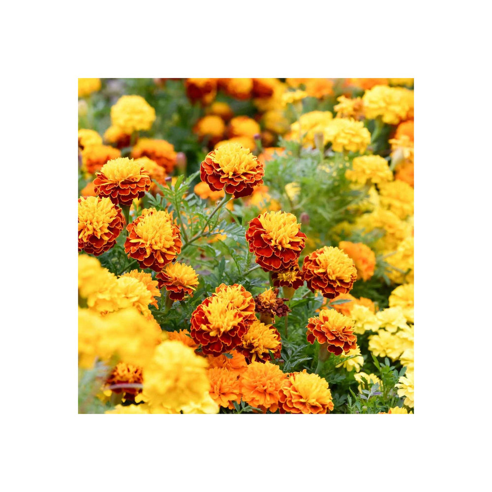 Mixed Marigold Flower For Planting Heirloom And Gmo Free Beautiful Floral Blooms Flower Seeds for [neera-v5-bd4f1d45e89536772736]