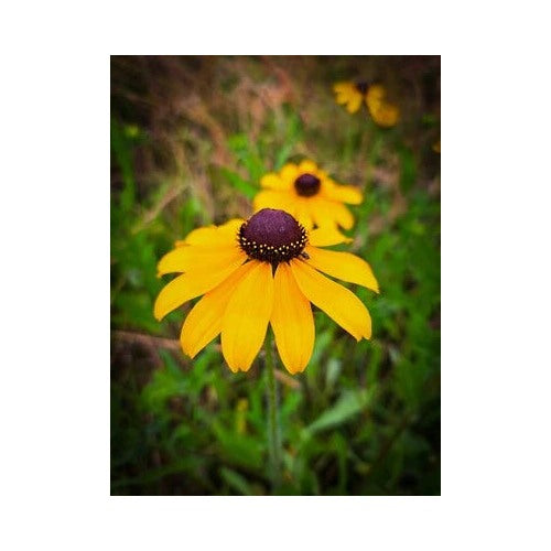 Black Rudbeckia Eye Susan Planting Perennialspollinatorwildflowernative Heirloom Non Gmo Flower [neera-v5-bd4fab0c40ed34fed0b4]