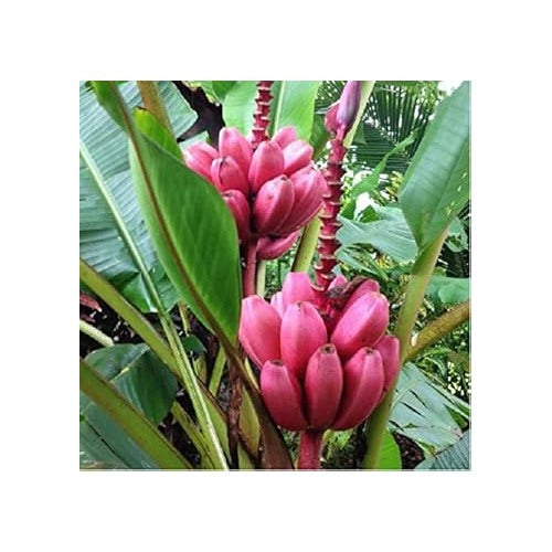 Dark Pink Banana Fruit Seeds for Planting [neera-v5-bd63b61c45a9534ed131]