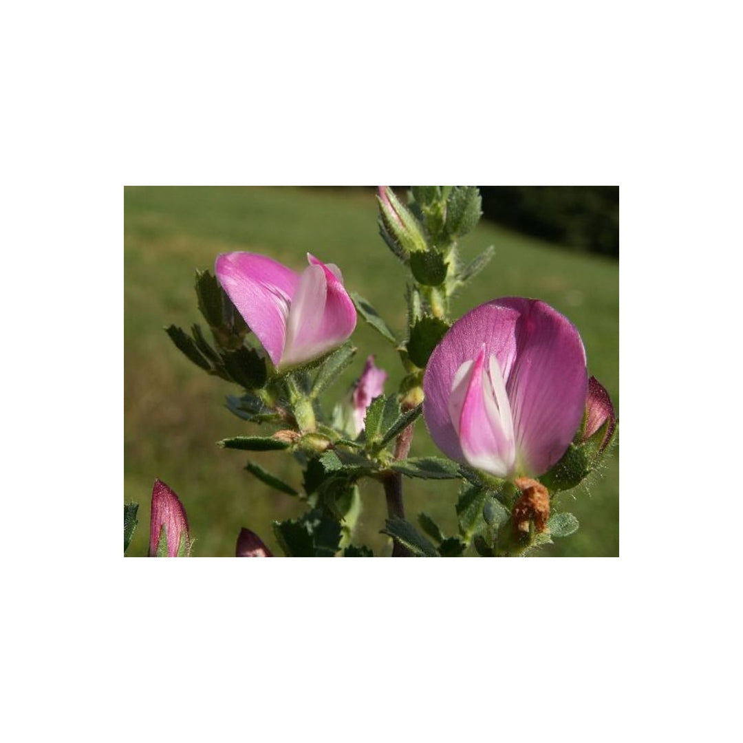Hauhechel Ononis Spinosa Dornige Flower For Planting Suitable For Wildflower Meadows Native [neera-v5-bd7482de8bb7d2917e2c]