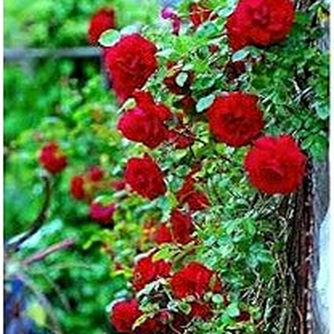 Red Climbing Rose Plant Seeds for Planting Non-GMO Heirloom Garden Seeds for Growing Beautiful Roses [neera-v5-bd7592d4f075920fe915]