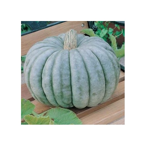 Blue Pumpkin Seeds for Planting [neera-v5-bd7c3e45557bf66ebc7a]