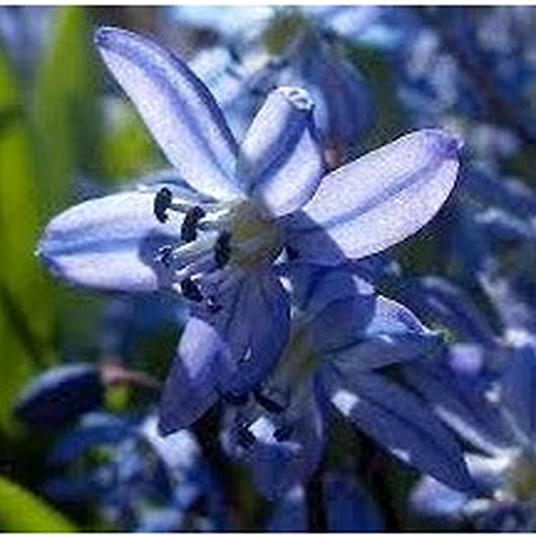 Scilla Bifolia Flower Seeds for Planting [neera-v5-bd89e52521e48adf4f06]