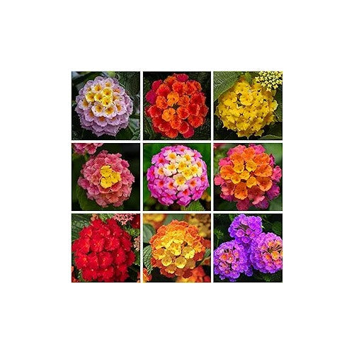Lantana Mix Shrub Verbenas Butterfly Garden Flower Seeds Home Garden Planting, Exotic Organic [neera-v5-bd89f2109a7d21519ce5]
