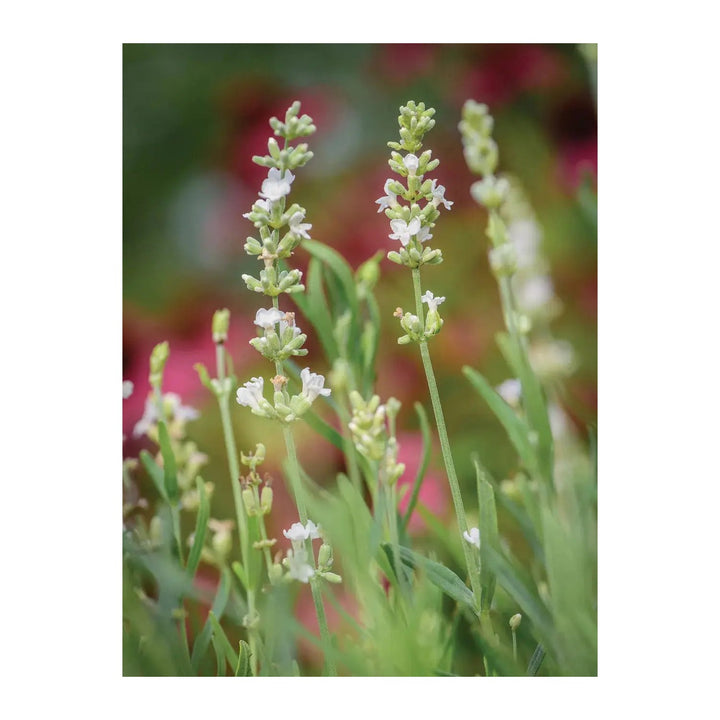 Lavender Lacy Frills Flower For Planting Non Gmo Flower Seeds for Home Garden Planting, Blooming [neera-v5-bda2023913baafdf6e78]