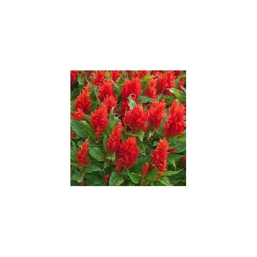 Celosia plumosa Flower Seeds for Planting [neera-v5-bda5b8af688522a1ed72]