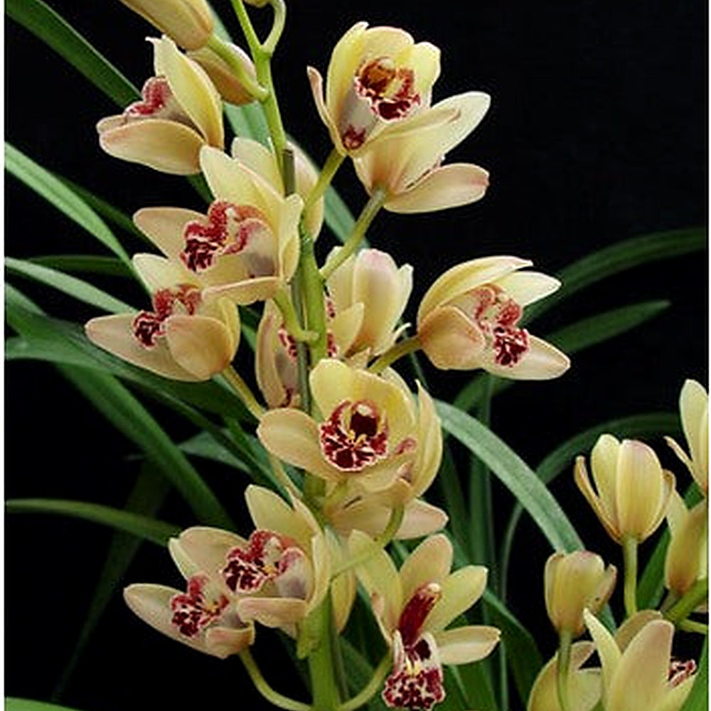 Cream Cymbidium Flower Seeds for Planting [neera-v5-bda5ed40c03f88e6e233]