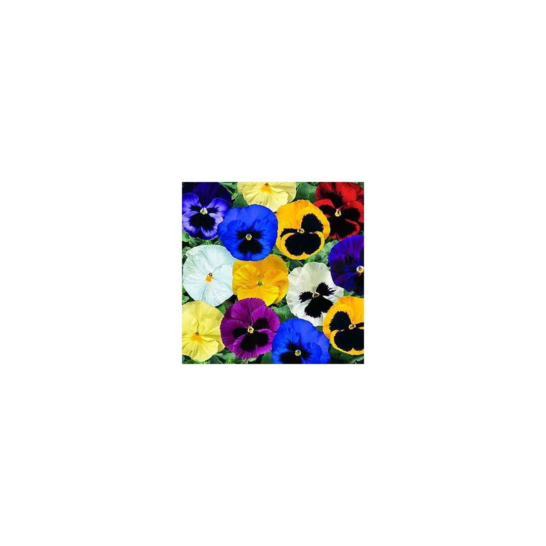 Viola Tricolor Pansy Flower For Home Garden Flower Seeds for Home Garden Planting, Exotic Organic [neera-v5-bdb2908bd3994861decd]