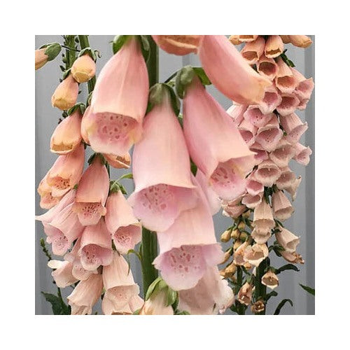 Apricot Beauty Foxglove Planting Non Gmo Store Heirloom Flower Seeds Home Garden Planting, [neera-v5-bdba628105619abed883]