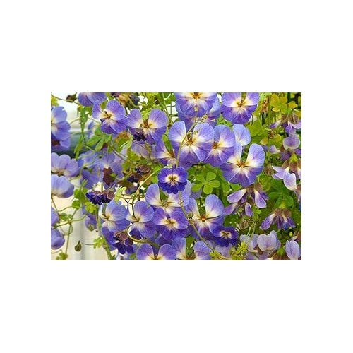 Dark Blue Nasturtium Flower Seeds [neera-v5-bdc4522d8a2f93e9d3f0]